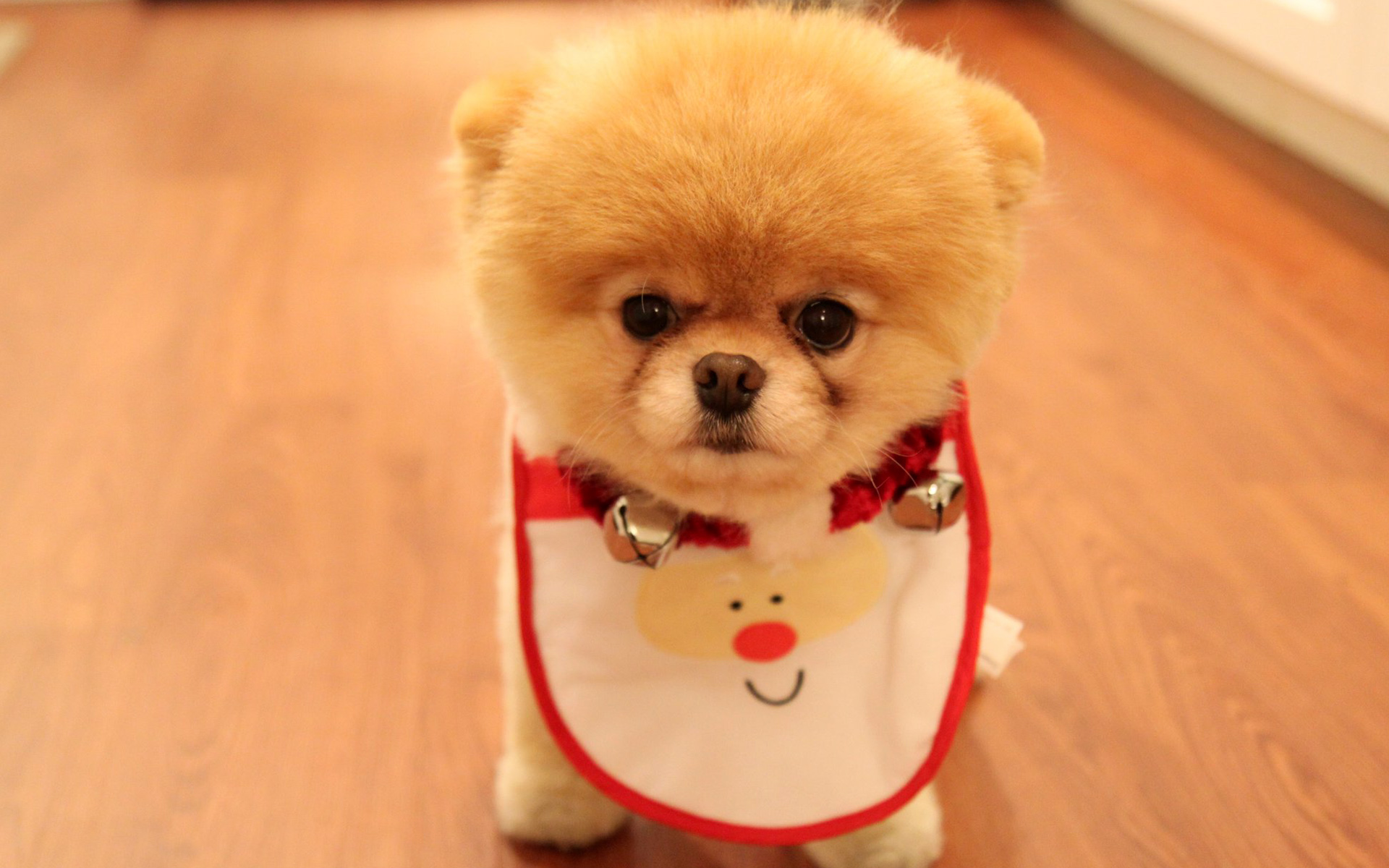 Cute Dog Christmas4520513250